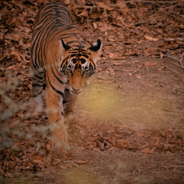Golden Triangle with Rajasthan & Wildlife