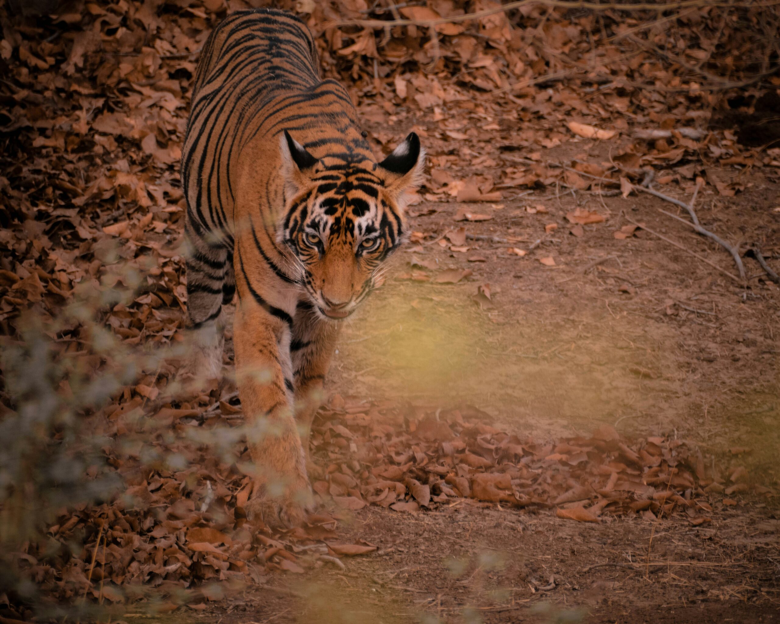 Golden Triangle with Rantambore National Park