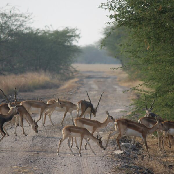 Explore Rajasthan & Wildlife with Golden Triangle