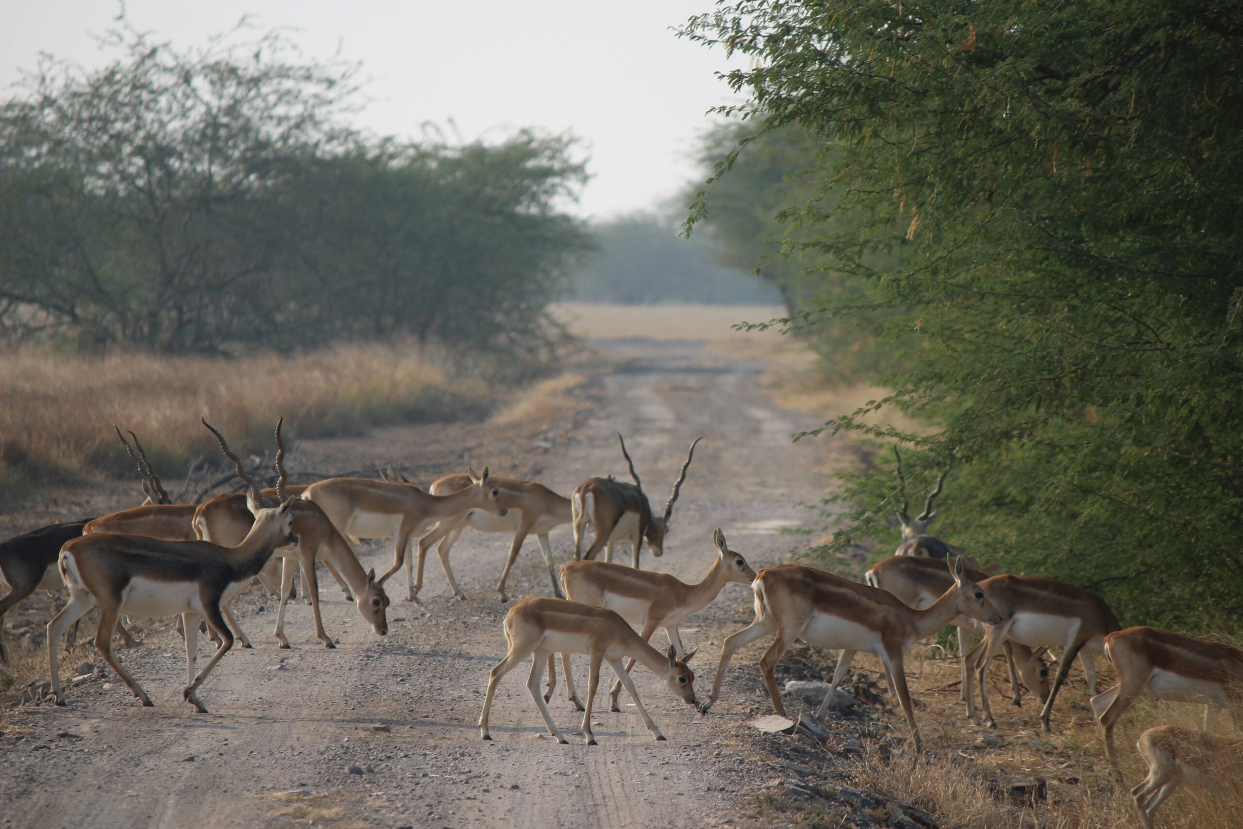 Golden Triangle with Rajasthan & Wildlife