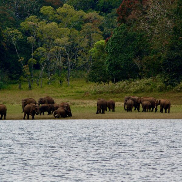 Ranthambore Wildlife Safari from Jaipur