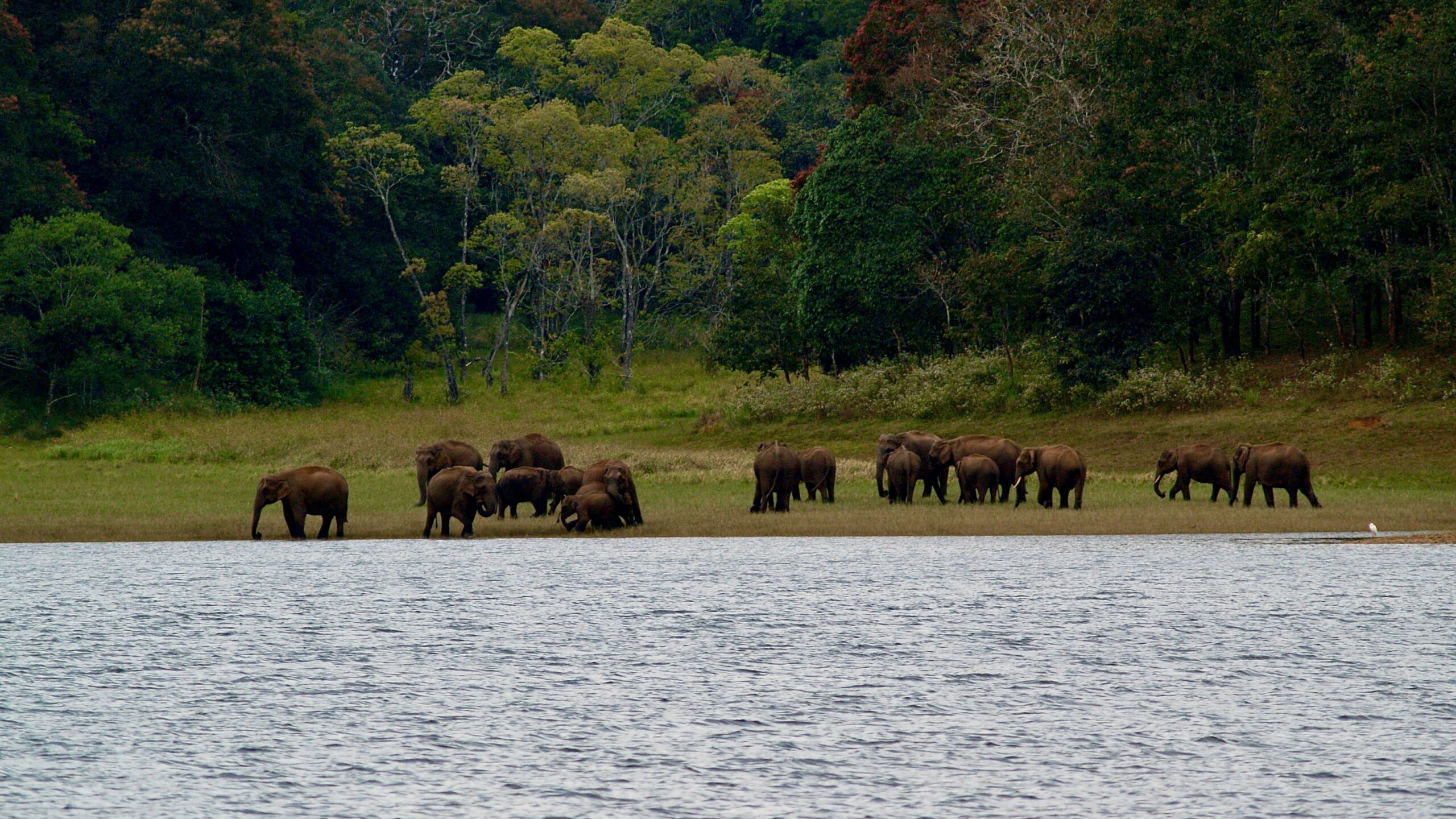 Ranthambore Wildlife Safari from Jaipur